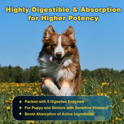 Glucosamine for Dogs promotes high digestion and absorption in dogs